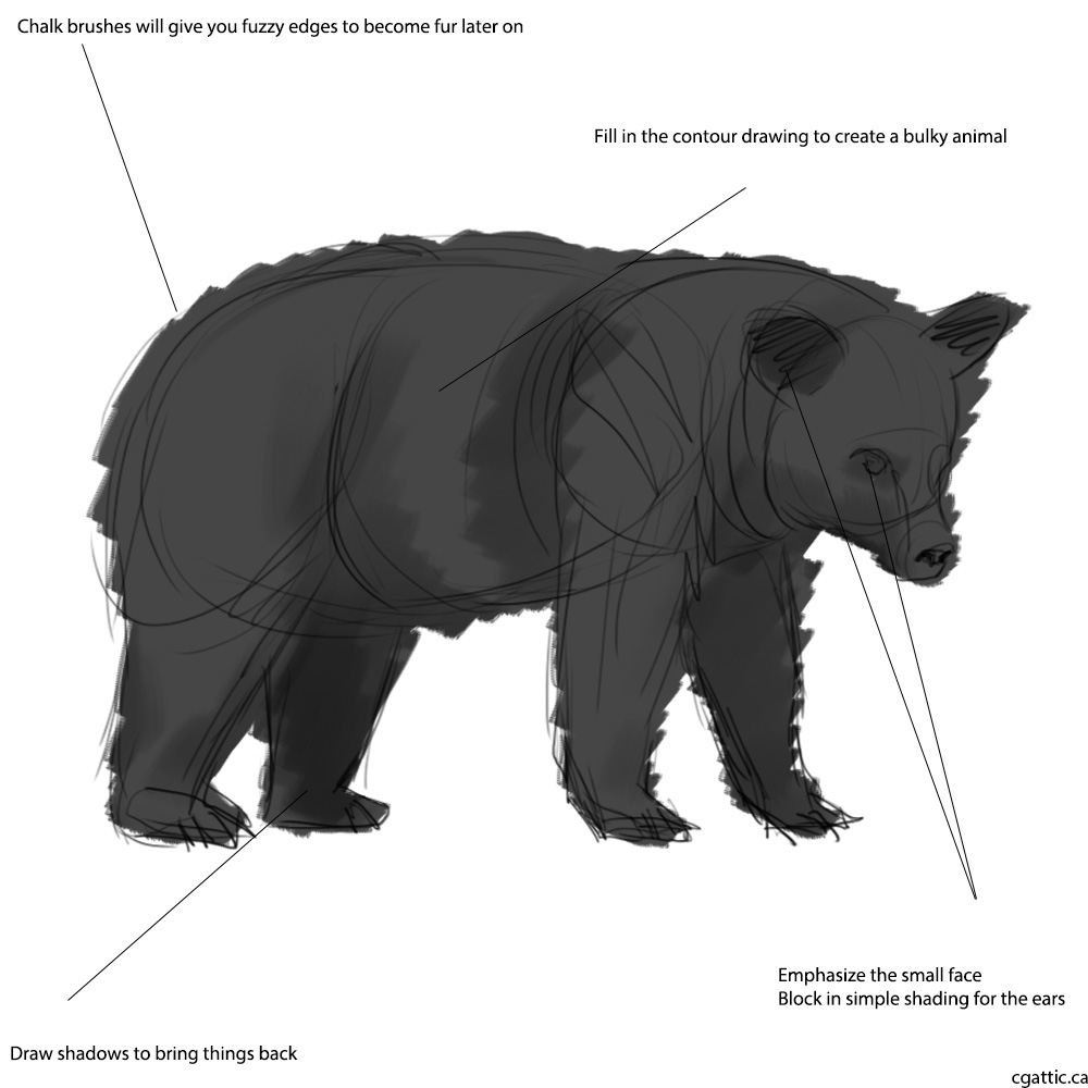 1000x1000 How To Draw A Realistic Bear Face - Bear Face Drawing