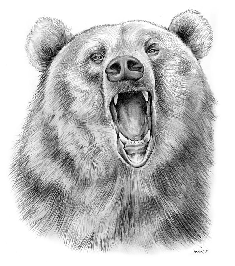 798x900 How To Draw Grizzly Bear Face Drawing Step Step Youtube Bear - Bear Face Drawing