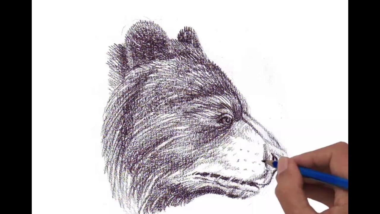 1280x720 Black Bear Head, Side View - Bear Head Drawing
