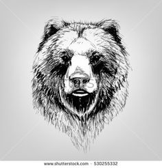 236x246 Huge Collection Of 'black Bear Head Drawing' Download More Than - Bear Head Drawing