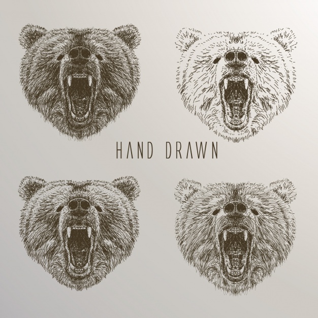 626x626 Bear's Head Hand Drawn Collection Vector Free Download - Bear Head Drawing