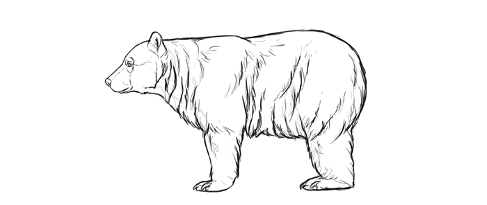 700x296 Bear Line Drawing How To Draw Bears Big Fluffy Clumsy Autodesk - Bear Line Drawing
