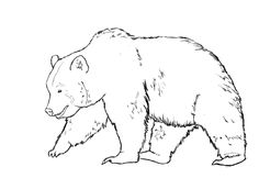 236x162 how to draw a bear drawings bear drawing, drawings, bear tattoos - Bear Line Drawing