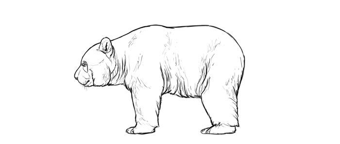 700x296 How To Draw Bears Big, Fluffy Clumsy - Bear Line Drawing