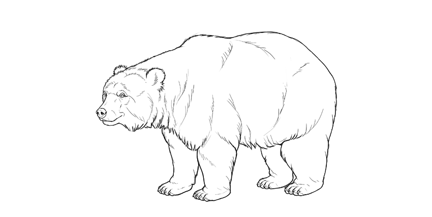 850x428 How To Draw A Bear - Bear Line Drawing