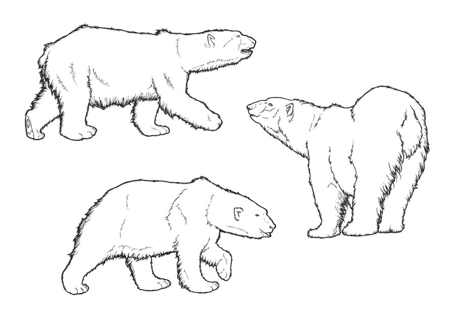 900x628 Bear Drawing Line For Free Download - Bear Line Drawing
