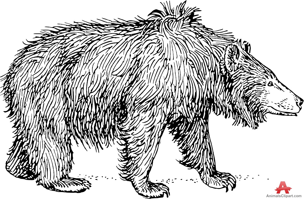 Bear Outline Drawing