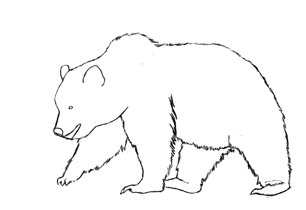 1024x704 How To Draw A Bear - Bear Outline Drawing