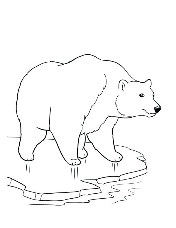 600x776 Polar Bear Outline Drawing At Free For Personal Coloring - Bear Outline Drawing