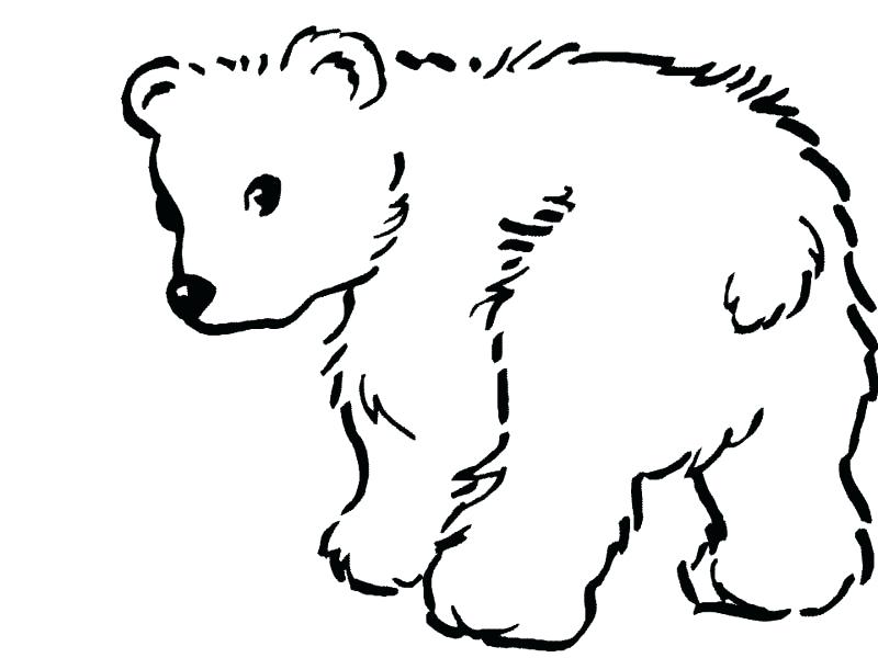 800x600 Polar Bear Shadow Pencil And In Color Outline Printable - Bear Outline Drawing
