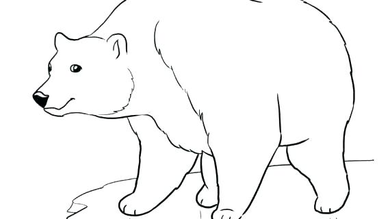 570x320 Coloring Coloring Pages Draw A Polar Bear - Bear Outline Drawing