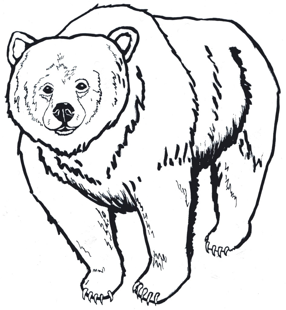 Bear Outline Drawing at Explore collection of Bear