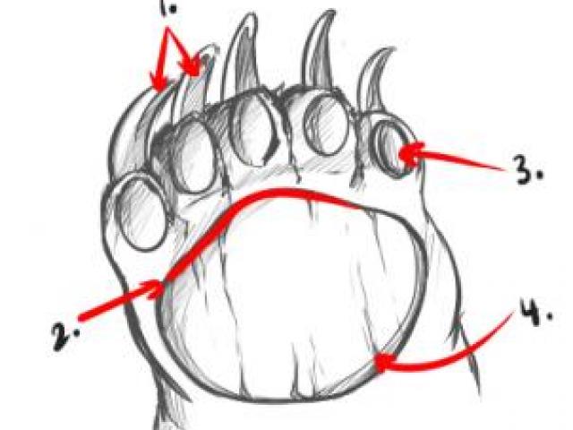 640x480 drawn bear bear paw - Bear Paw Drawing