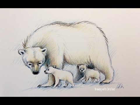 480x360 colored pencil drawing sketch demo polar bear with cubs - Bear Pencil Drawing