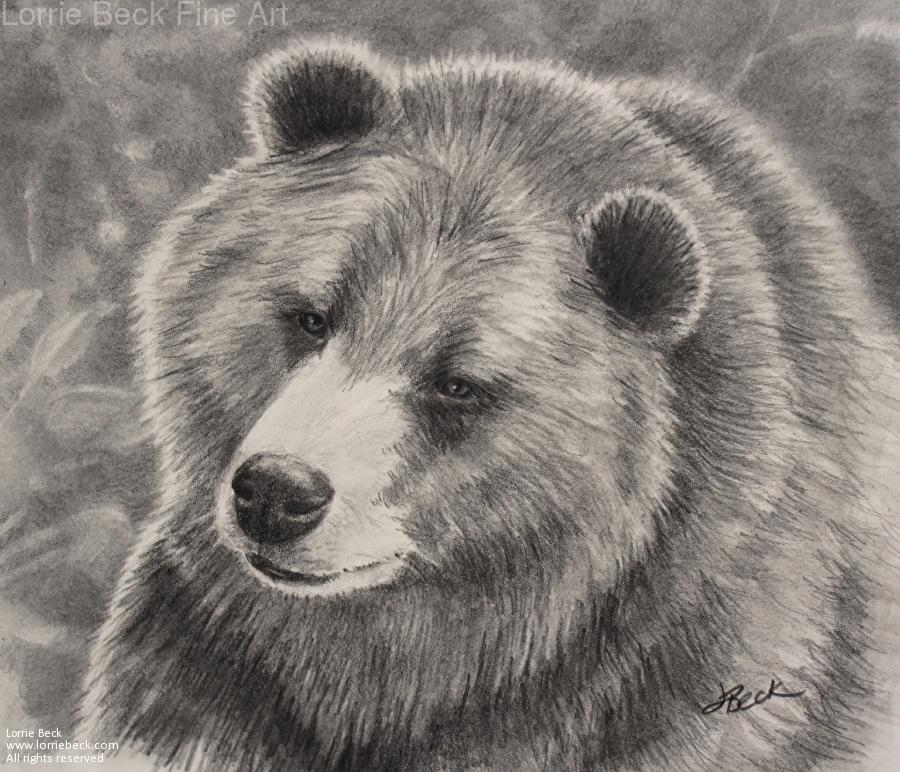 900x772 lorrie beck - Bear Pencil Drawing