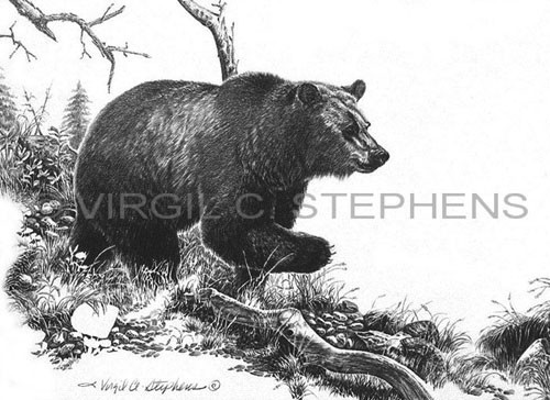 500x364 Pencil Drawing, Western Art, Fine Art, Print, Bear, Southwest - Bear Pencil Drawing
