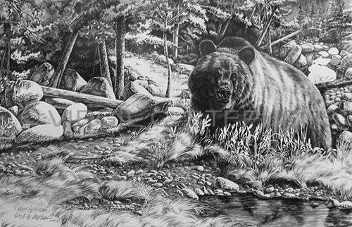 500x323 Pencil Drawing, Western Art, Fine Art, Print, Wildlife Art, Bear - Bear Pencil Drawing