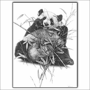 300x300 Panda Print Picture Bear Wildlife Art Animal Fine Wall Sketch - Bear Pencil Drawing