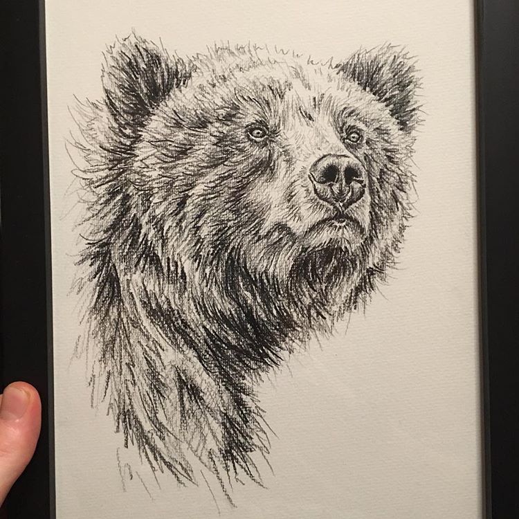 750x750 Bear Drawings Pencil Bear Pencil Drawing At Getdrawings Free - Bear Pencil Drawing