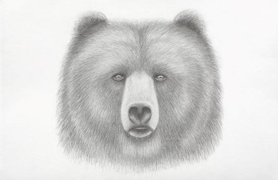 570x369 Bear Spirit Pencil Drawing Art Printart Printpencil Etsy - Bear Pencil Drawing