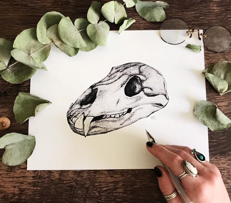 794x700 bear skull illustration skull study bear skull print skull etsy - Bear Skull Drawing