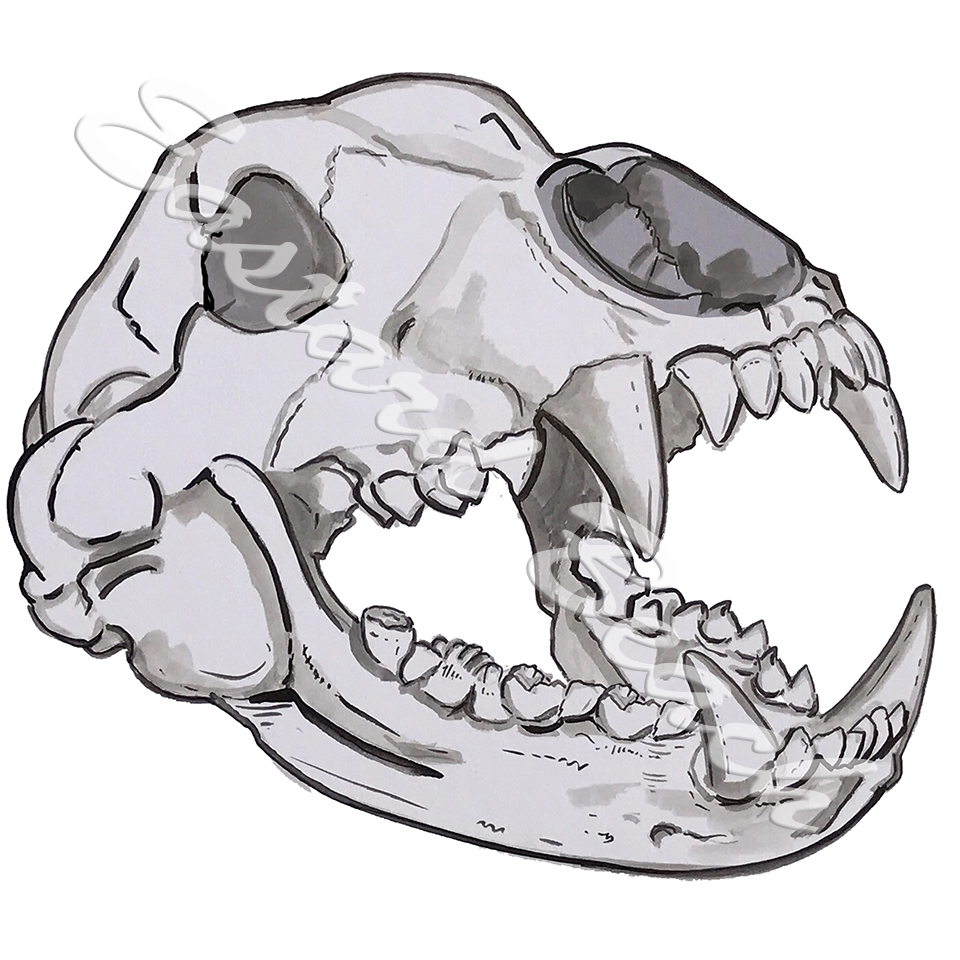 960x960 Bear Skull Printed Vinyl Decal Sticker - Bear Skull Drawing