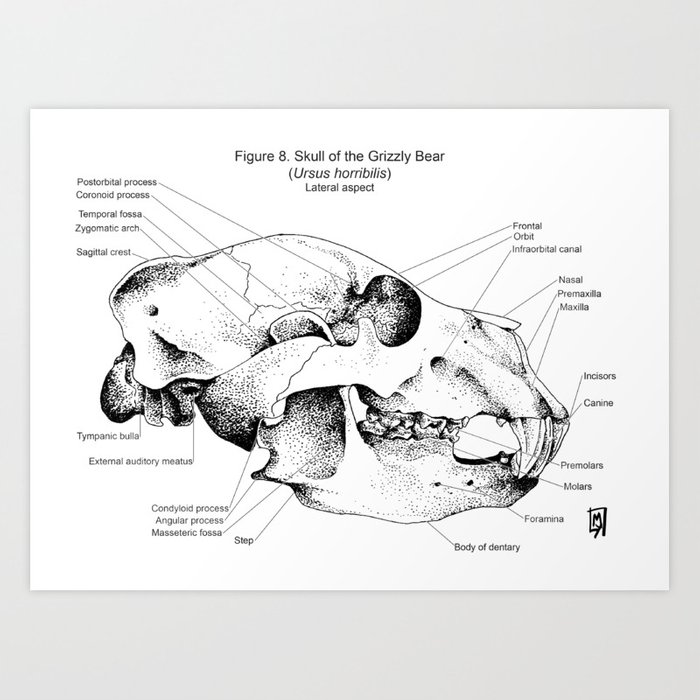 700x700 Bear Skull Anatomy Art Print - Bear Skull Drawing