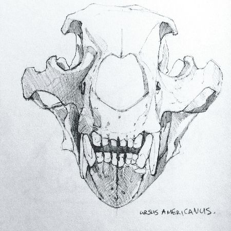 Bear Skull Drawing at PaintingValley.com | Explore collection of Bear ...