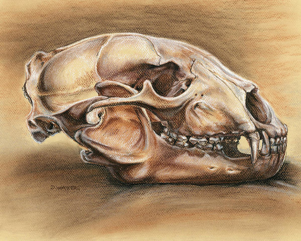599x480 Black Bear Skull Poster - Bear Skull Drawing