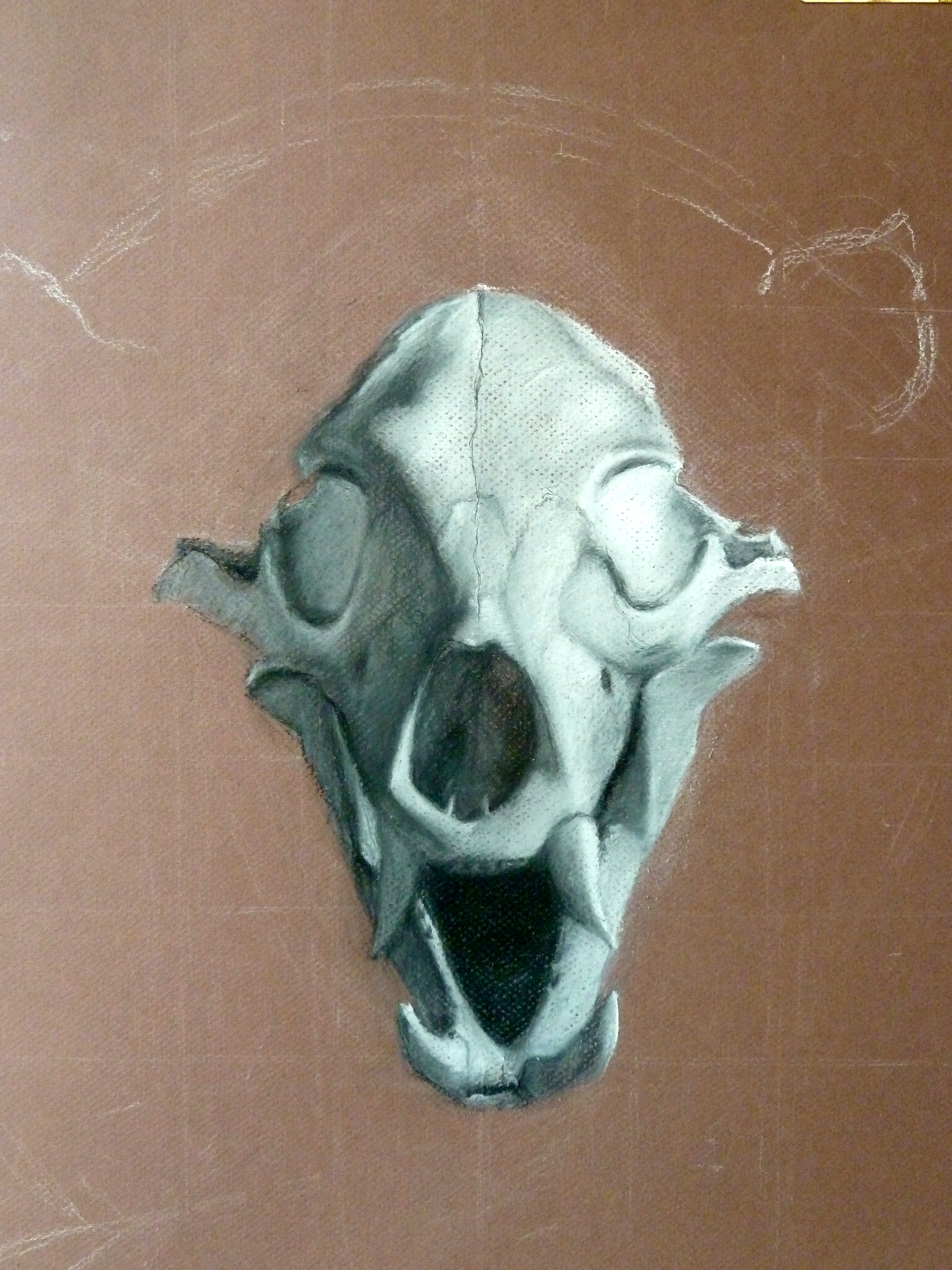 3000x4000 demo black bear skull drawing artistic license - Bear Skull Drawing