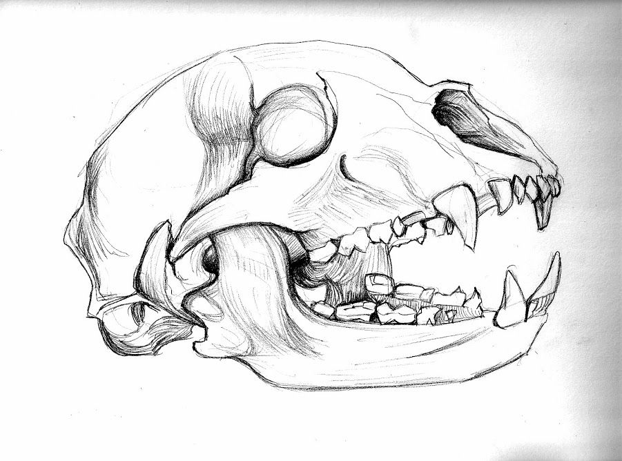 901x668 Image Result For Bear Skull Drawing Skulls - Bear Skull Drawing