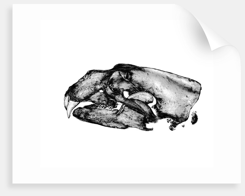 850x682 Polar Bear Skull Posters Prints - Bear Skull Drawing