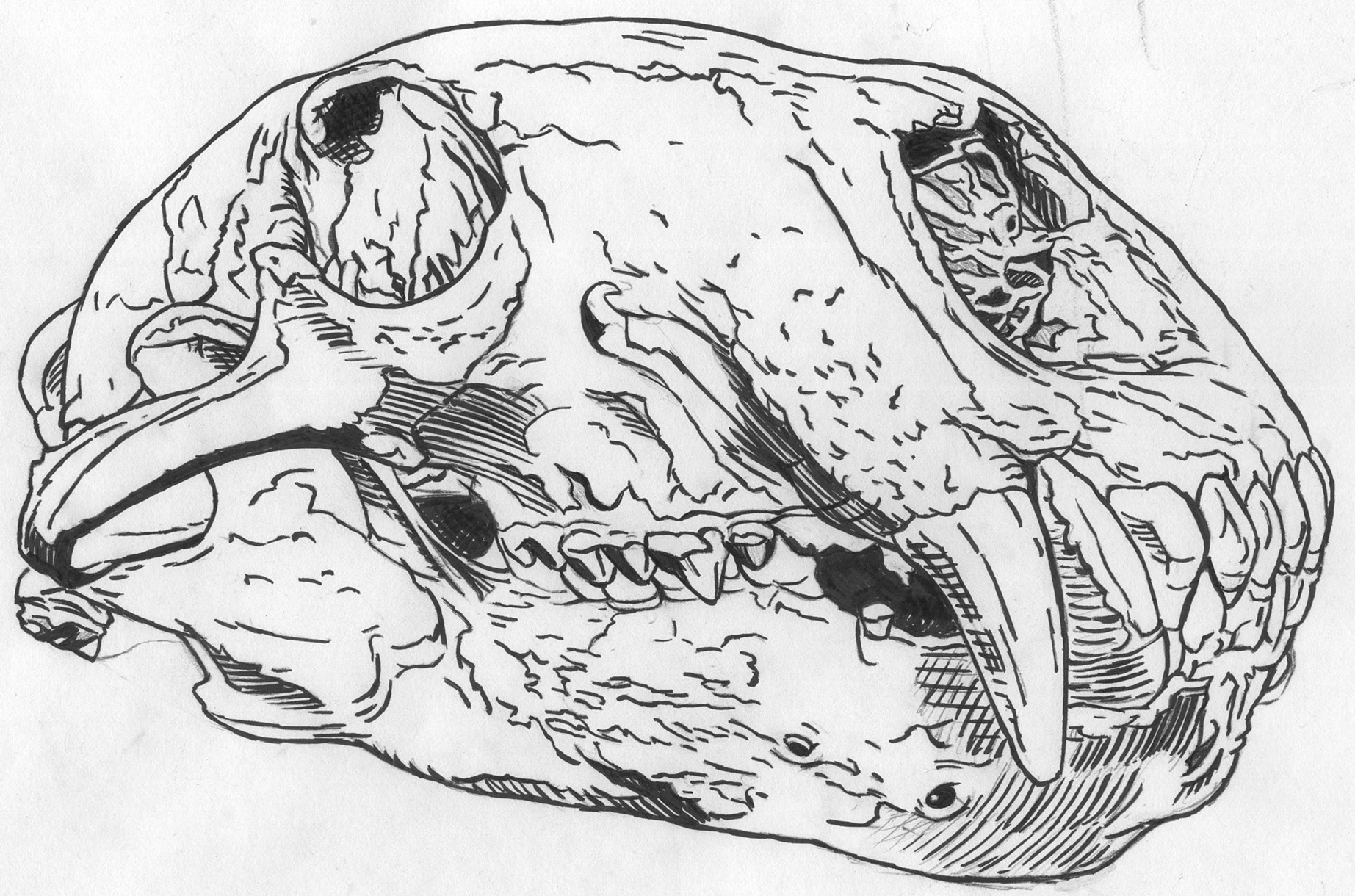 1845x1220 Brett Colley - Bear Skull Drawing