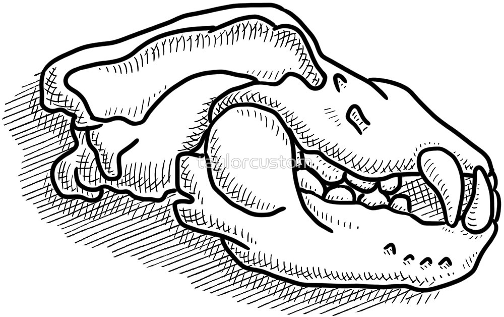 1000x628 Ursus Spelaeus, Cave Bear Skull Line Drawing - Bear Skull Drawing