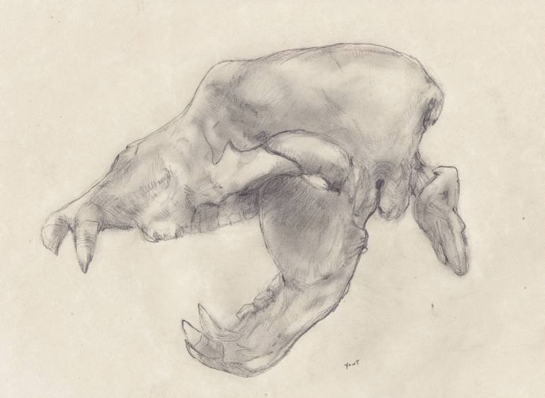 770x563 Cave Bear Skull Drawing - Bear Skull Drawing