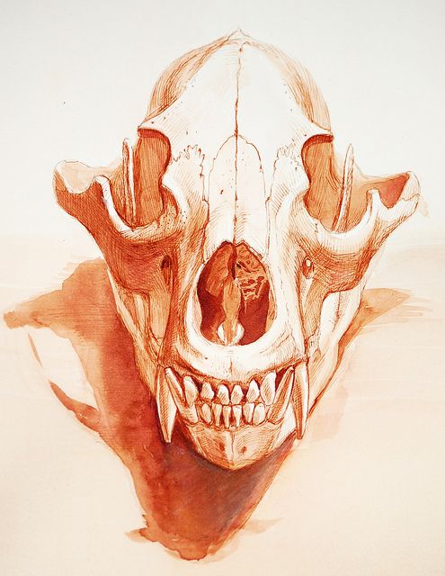 495x640 the study of the bear skull in sketchbooks and nature - Bear Skull Drawing