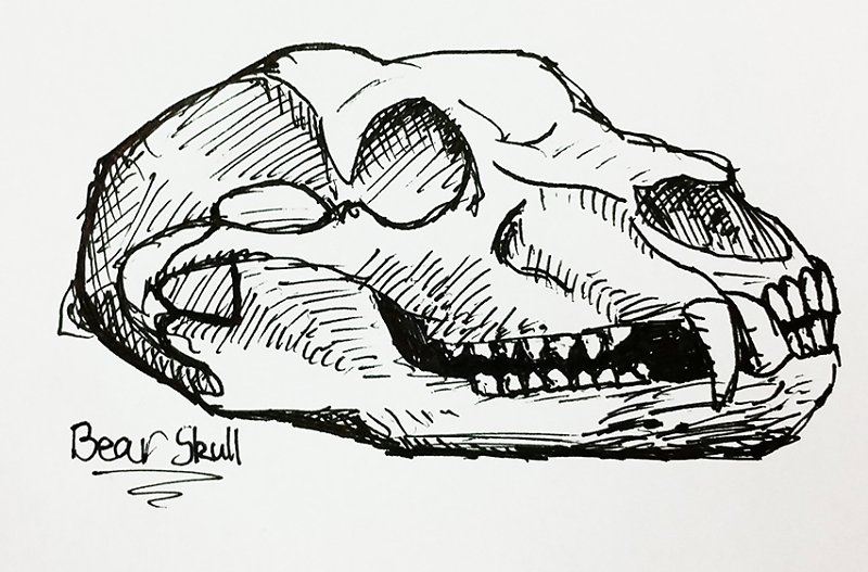 800x527 Bear Skull - Bear Skull Drawing