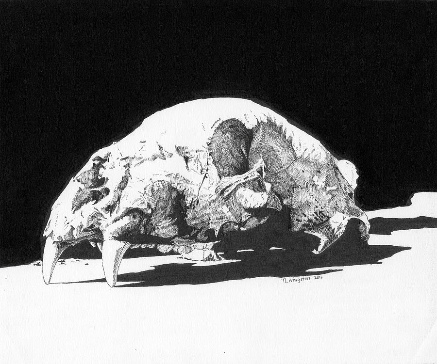 900x751 Bear Skull Drawing - Bear Skull Drawing