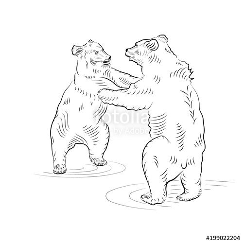 500x500 Sketch Battle Of Two Standing Up Bears Stock Photo And Royalty - Bear Standing Up Drawing