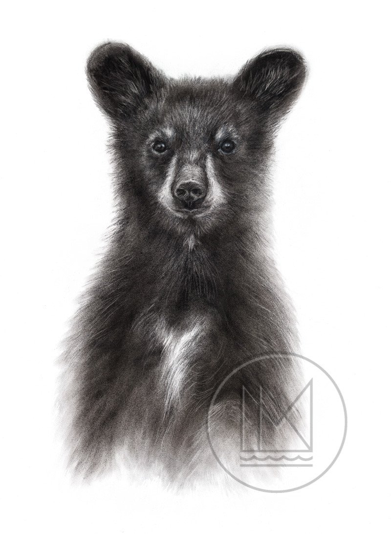 800x1092 Standing Black Bear Cub - Bear Standing Up Drawing