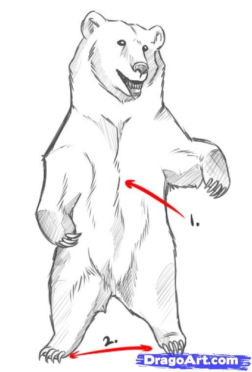 514x760 Bear Standing Up Drawing - Bear Standing Up Drawing