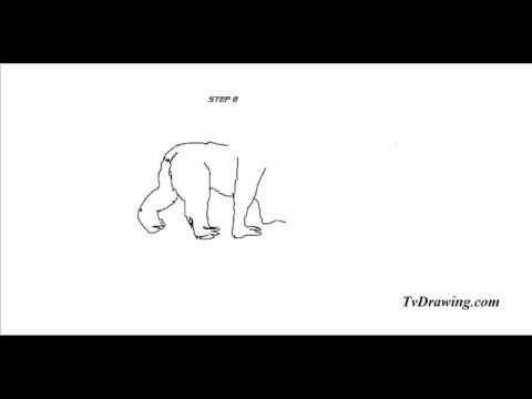 480x360 How To Draw A Black Brown Polar Bear Standing Up - Bear Standing Up Drawing