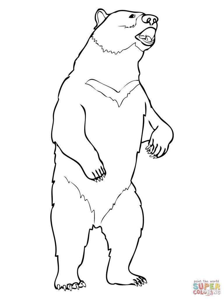 768x1024 Standing Bear Coloring - Bear Standing Up Drawing