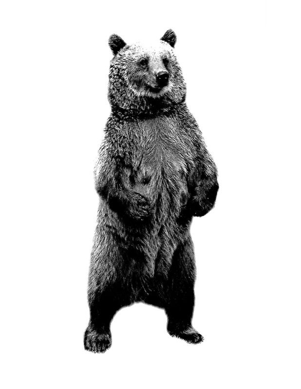 618x800 Bear Standing Up Wildlife Digital Engraving Image' Art Print - Bear Standing Up Drawing