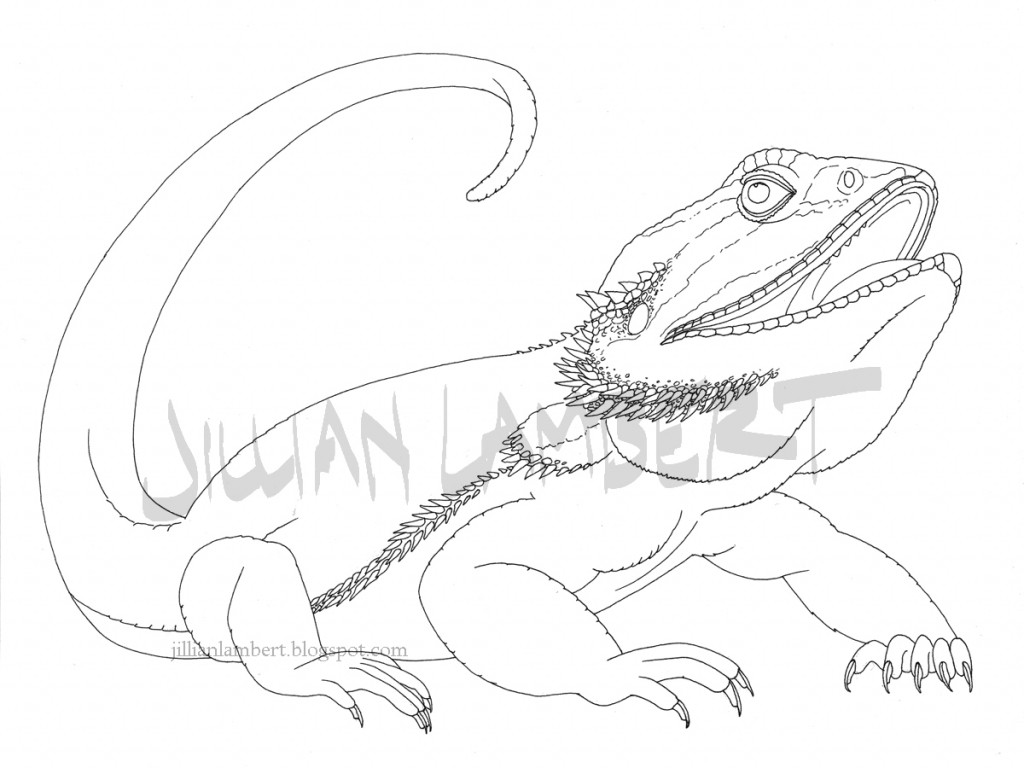 1024x768 Bearded Dragon Coloring - Bearded Dragon Drawing