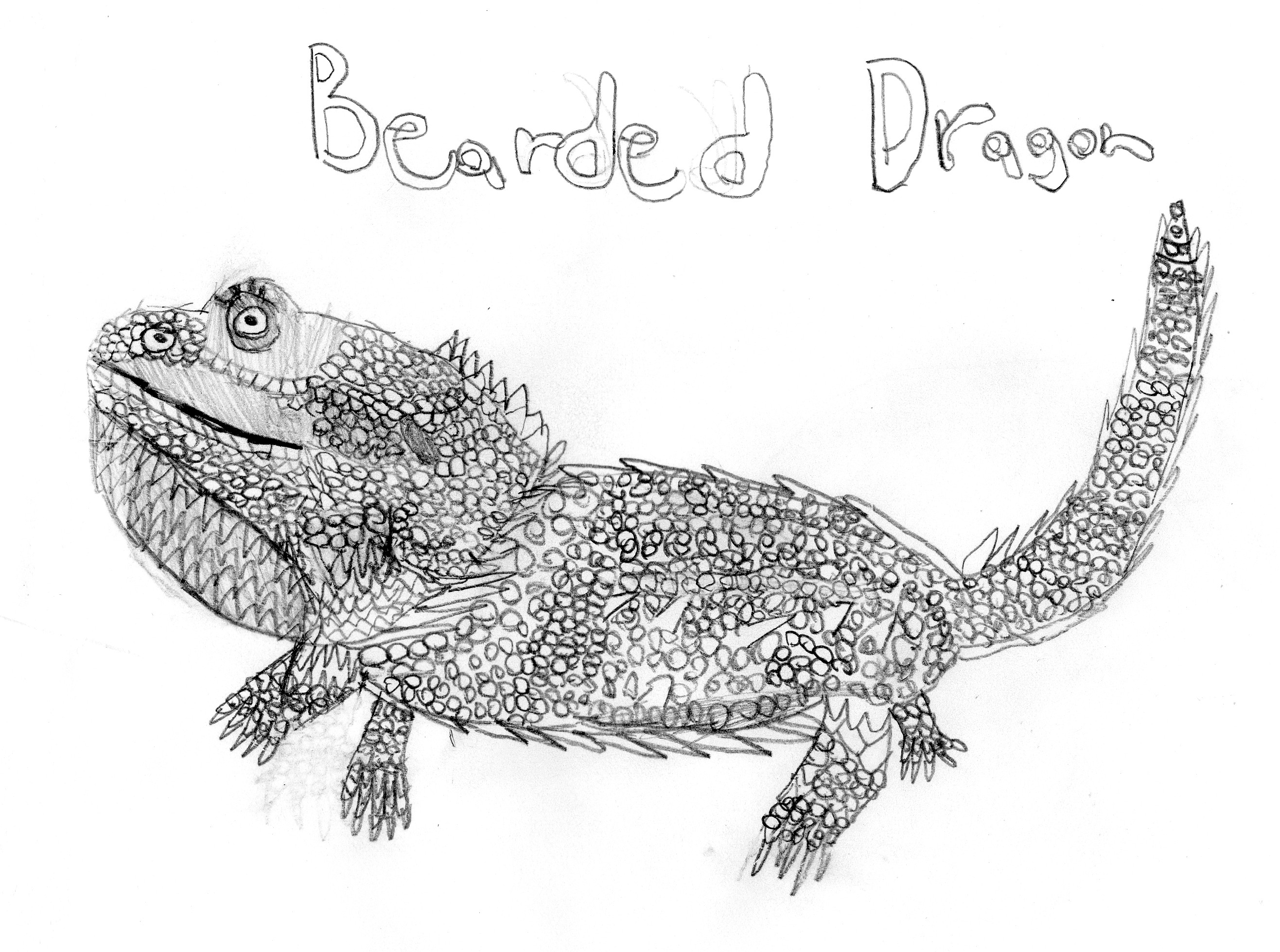 Bearded Dragon Drawi. 