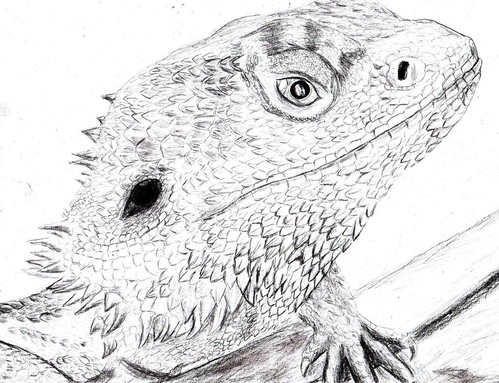 1024x785 Bearded Dragon Drawing Wallpapers Background Blossom Bearded - Bearded Dragon Drawing