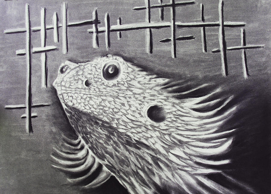 900x644 Bearded Dragon Drawing - Bearded Dragon Drawing