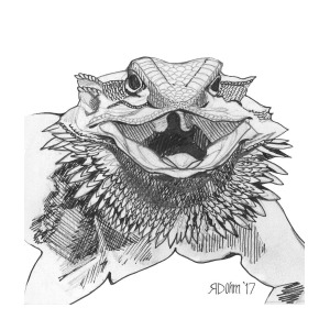 300x300 Bearded Dragon Drawing - Bearded Dragon Drawing
