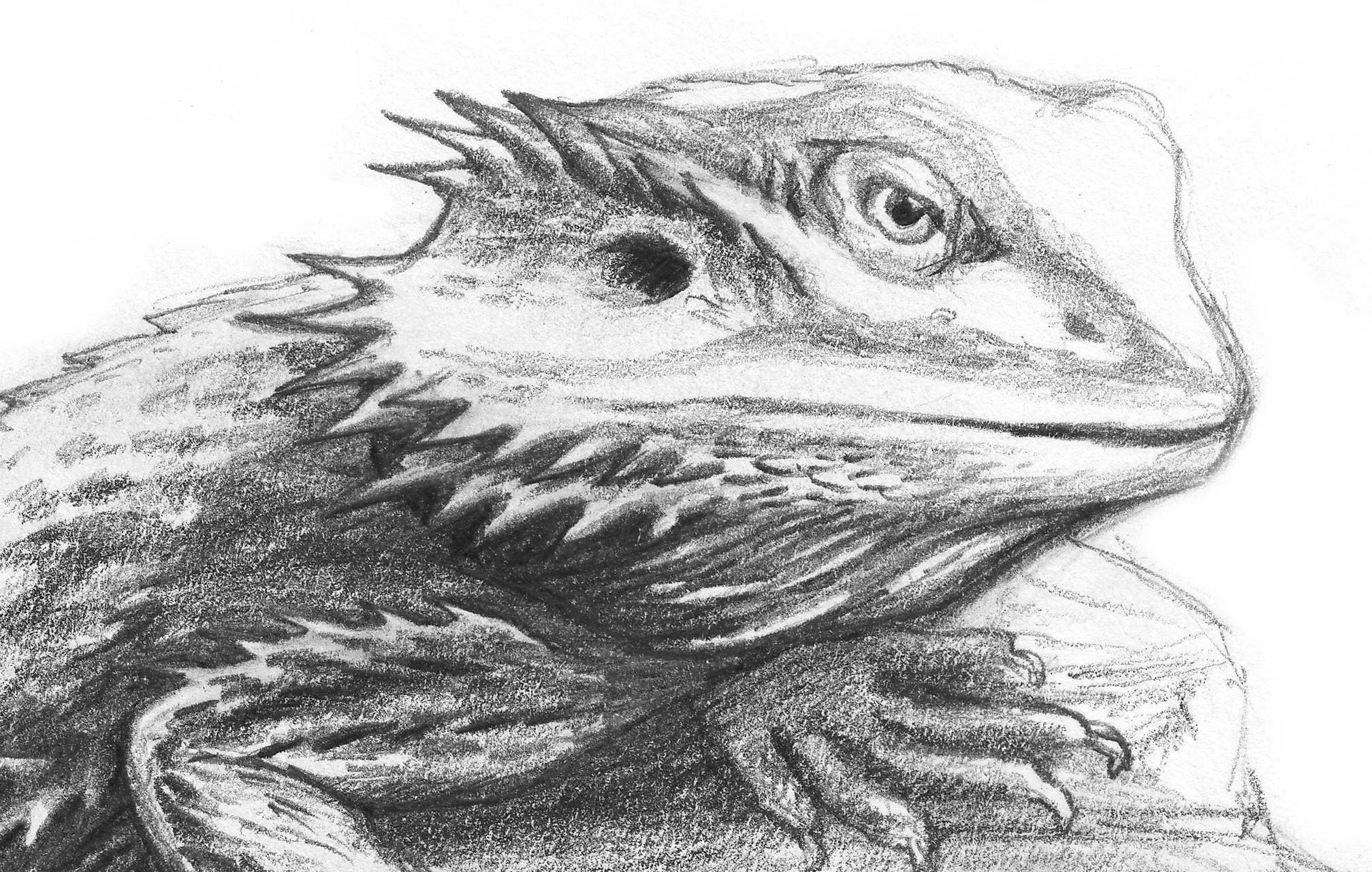 Bearded Dragon Drawing at Explore collection of